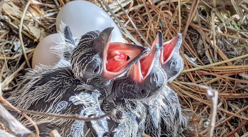 breakthrough-study-finds-there-are-50-billion-wild-birds-on-earth-–-cnet-[cnet]