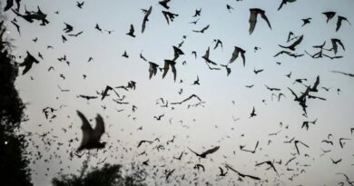 bats-with-covid-like-viruses-found-in-laos:-study-[techcrunch]