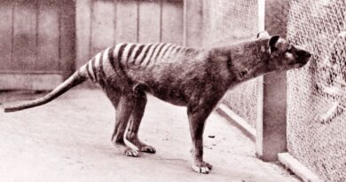 australian-scientists-plan-to-resurrect-the-extinct-tasmanian-tiger-–-cnet-[cnet]