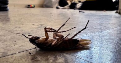 zoo-lets-you-name-a-doomed-cockroach-after-your-ex-for-valentine’s-day-–-cnet-[cnet]