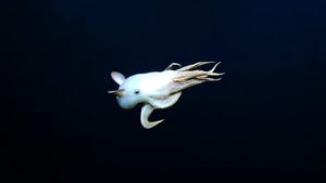 watch-rare-video-of-ghostly-dumbo-octopus-in-the-deep-sea-–-cnet-[cnet]