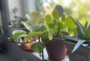 we-asked-an-expert-about-the-hardest-houseplants-to-kill-–-cnet-[cnet]